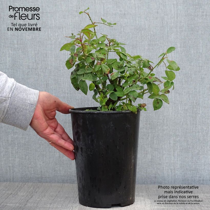 Ejemplar de Rosal La Reine Victoria Maceta 4L/5L entregado en otoño