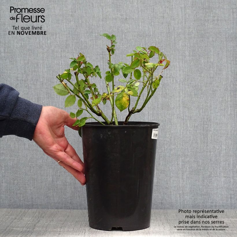 Ejemplar de Rosal Louise Odier Maceta 4L/5L entregado en otoño