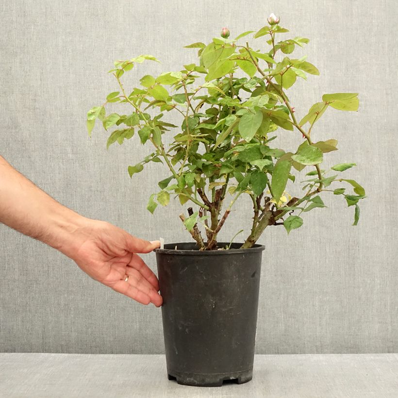 Ejemplar de Rosal Madame Ernest Calvat Maceta 4L/5L entregado en verano