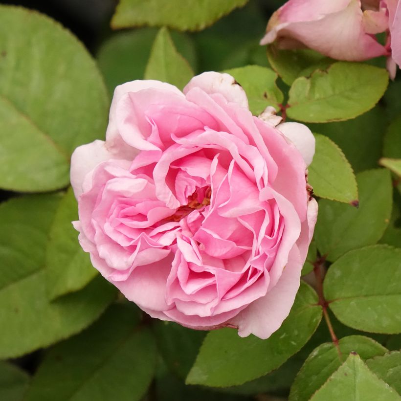 Rosal Madame Ernest Calvat (Floración)