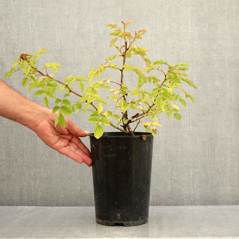 Ejemplar de Rosal moyesii Marguerite Hilling Maceta 4L/5L entregado en verano