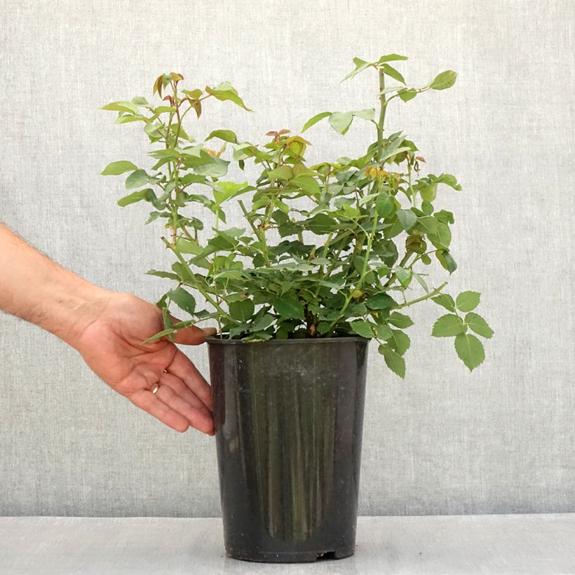 Ejemplar de Rosal Mme Issac Pereire Maceta 4L/5L entregado en verano