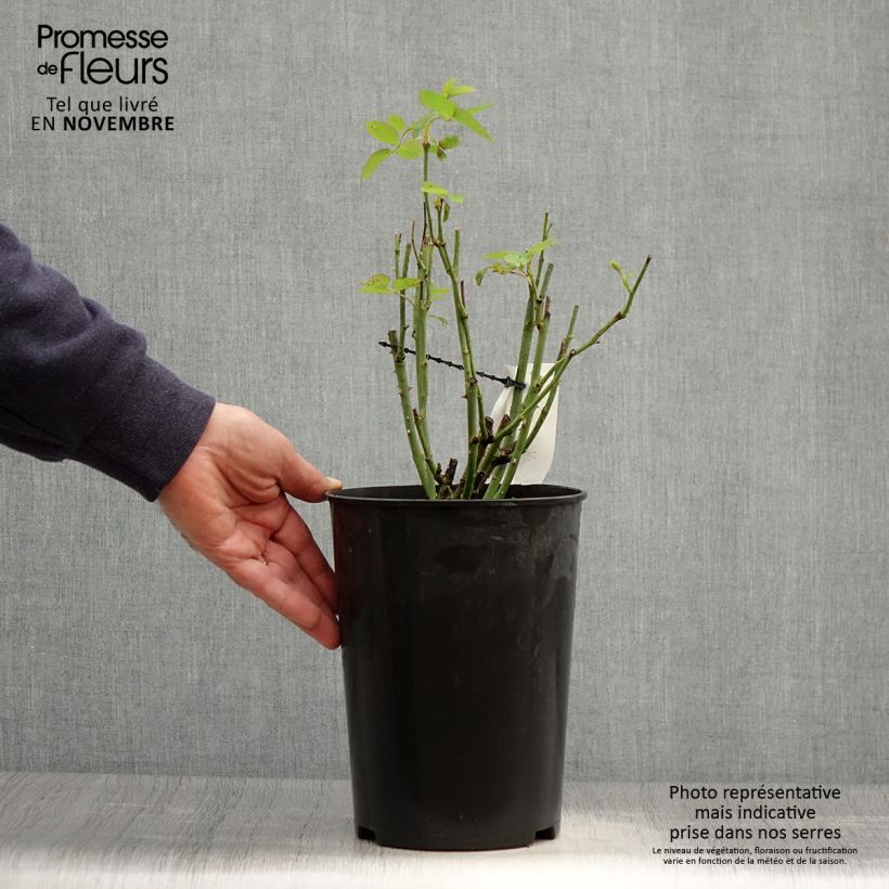 Ejemplar de Rosal Mrs John Laing Maceta 4L/5L entregado en otoño