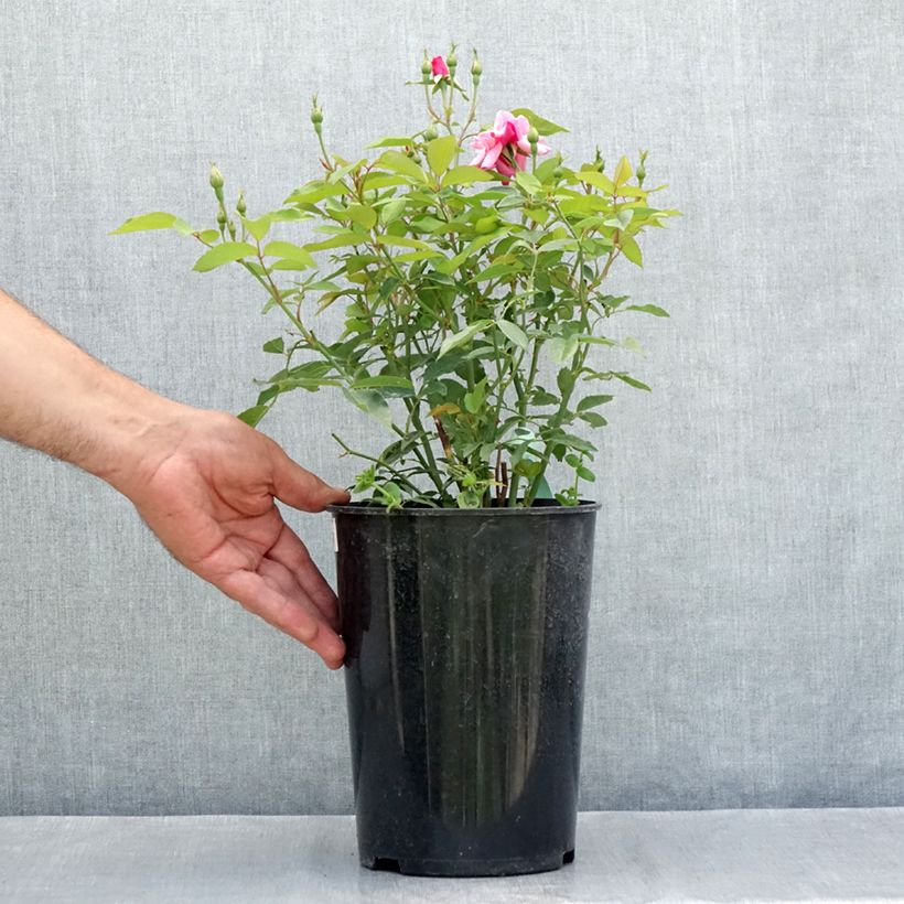 Ejemplar de Rosal Old Blush - Rosal china Maceta 4L/5L entregado en verano