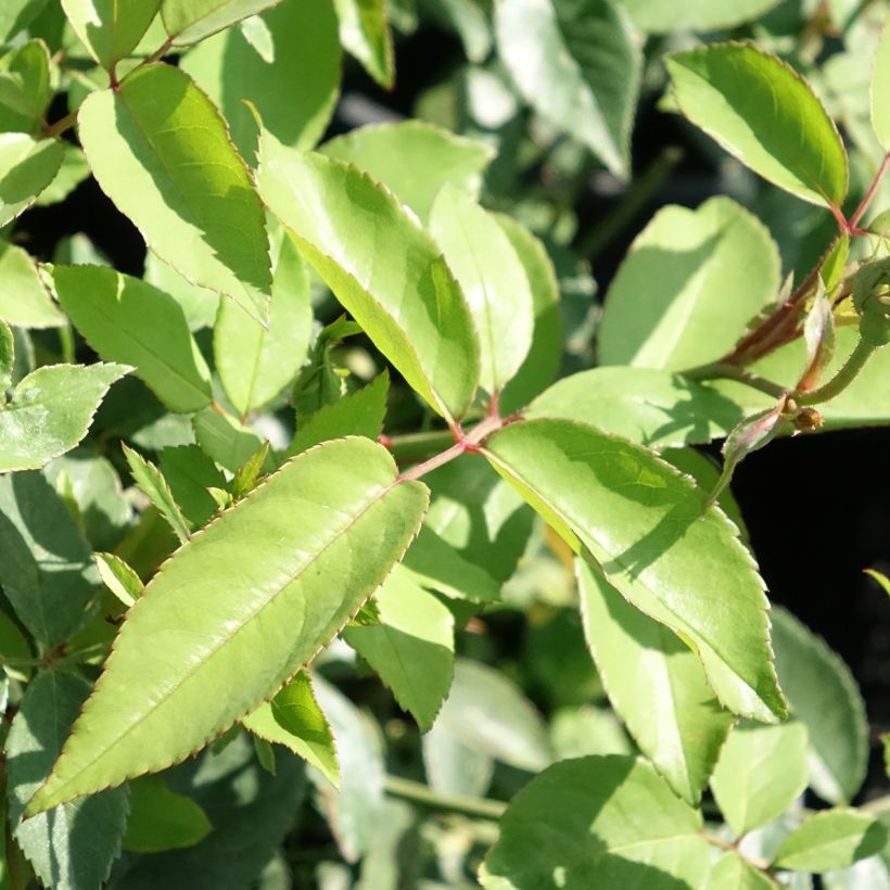 Rosal Old Blush - Rosal china (Follaje)