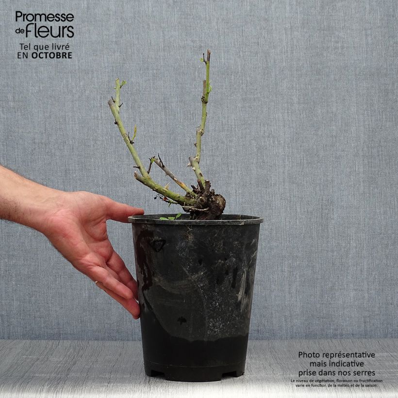 Ejemplar de Rosal Paul Neyron Maceta 4L/5L entregado en otoño