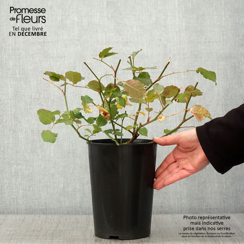 Ejemplar de Rosal Pénélope Maceta 4L/5L entregado en otoño