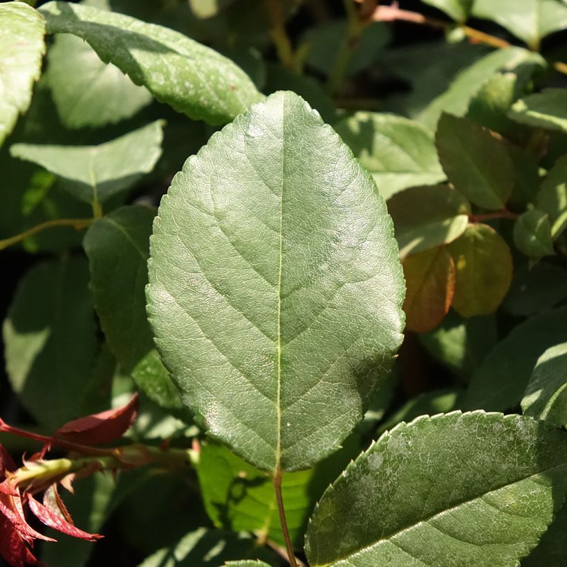 Rosal Perle d'or (Follaje)