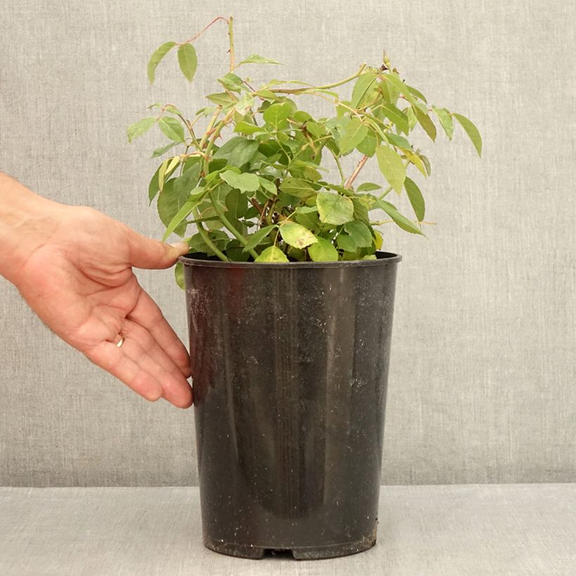 Ejemplar de Rosal Perle d'or Maceta 4L/5L entregado en verano