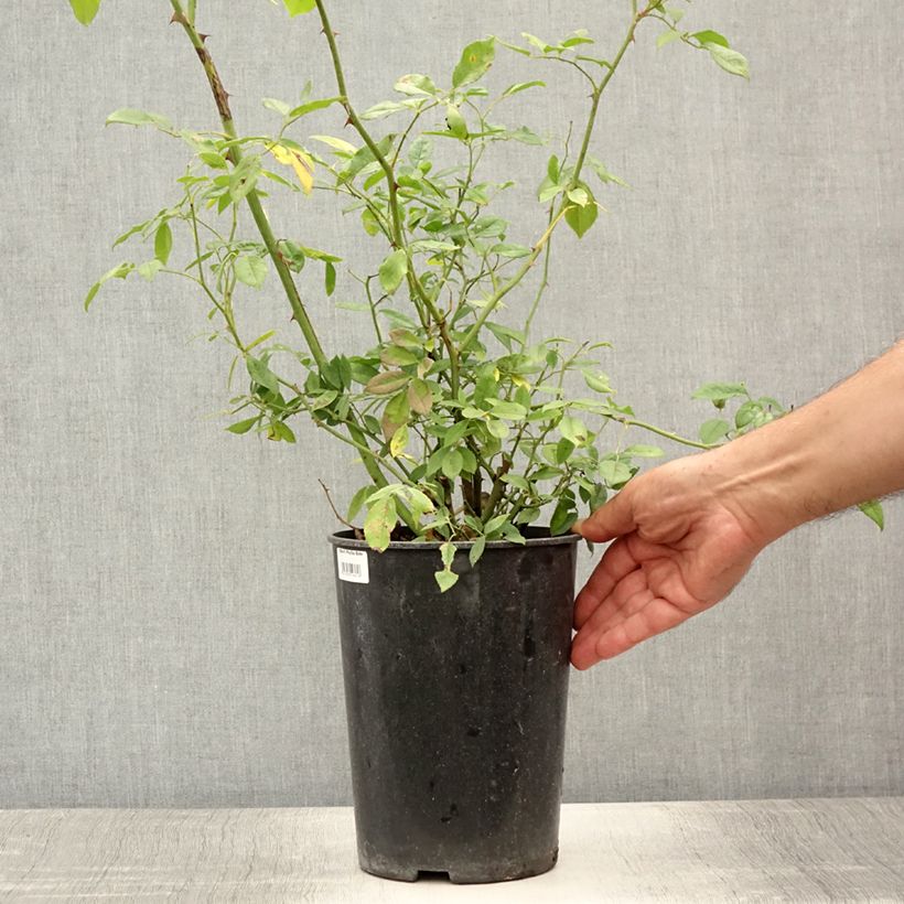 Ejemplar de Rosal trepadora Phyllis Bide Maceta 4L/5L entregado en verano