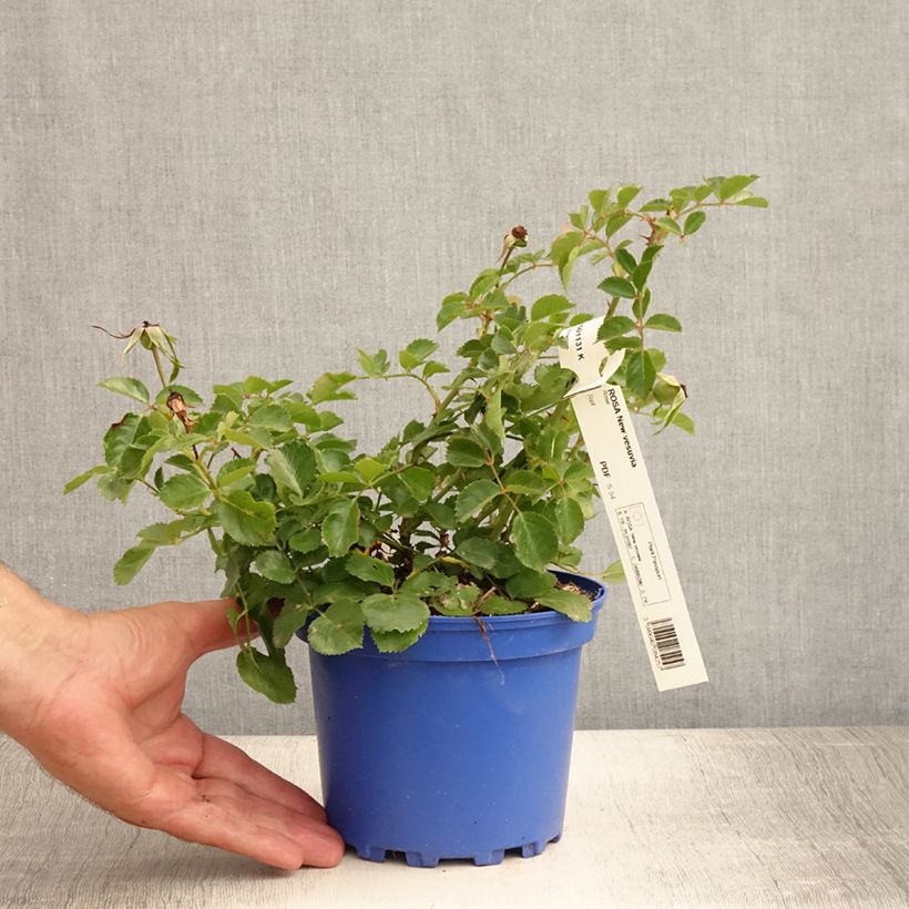 Ejemplar de Rosal rugosa Pink Grootendorst Maceta 4L/5L entregado en verano