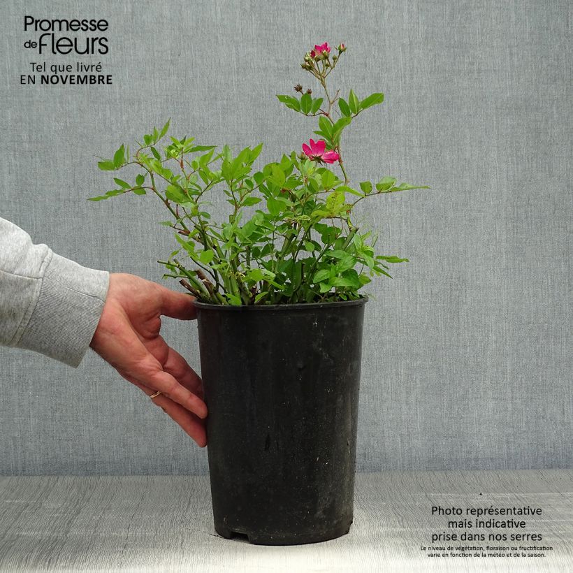Ejemplar de Rosal Red Ballerina Maceta 4L/5L entregado en otoño