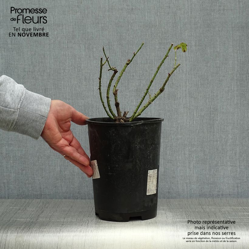 Ejemplar de Rosal Rose de Rescht Maceta 4L/5L entregado en otoño