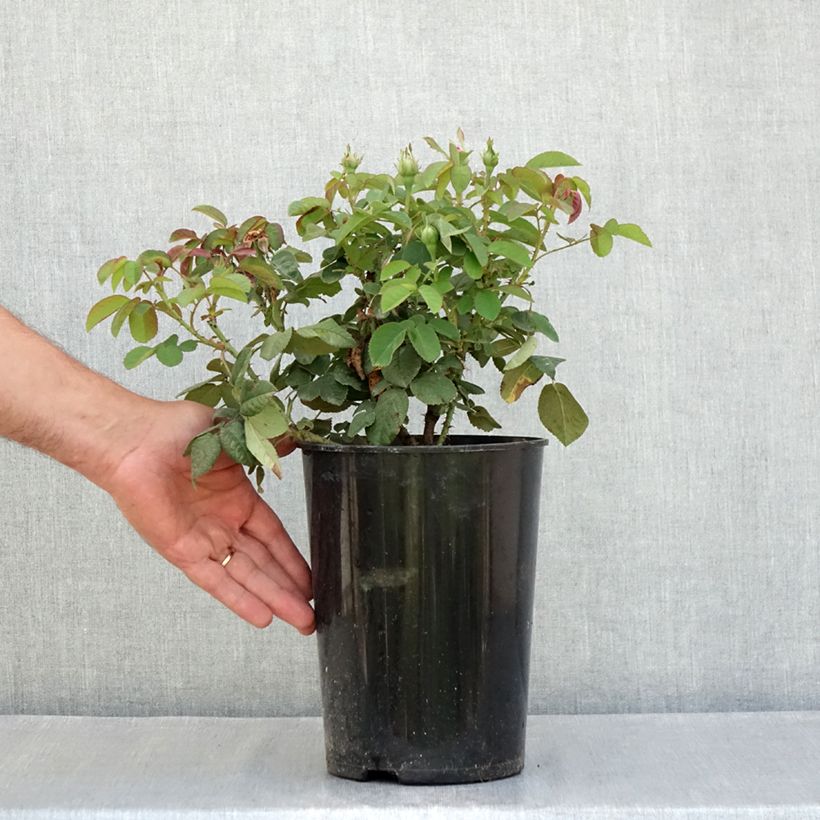 Ejemplar de Rosal Rose de Rescht Maceta 4L/5L entregado en verano