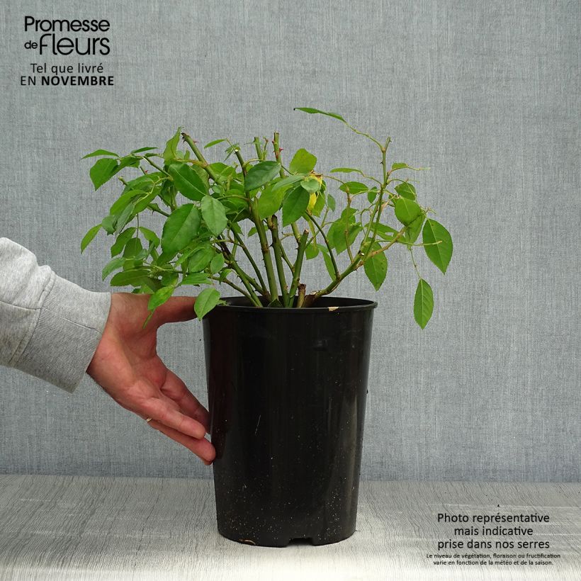 Ejemplar de Rosal Sally Holmes Maceta 3L/4L entregado en otoño