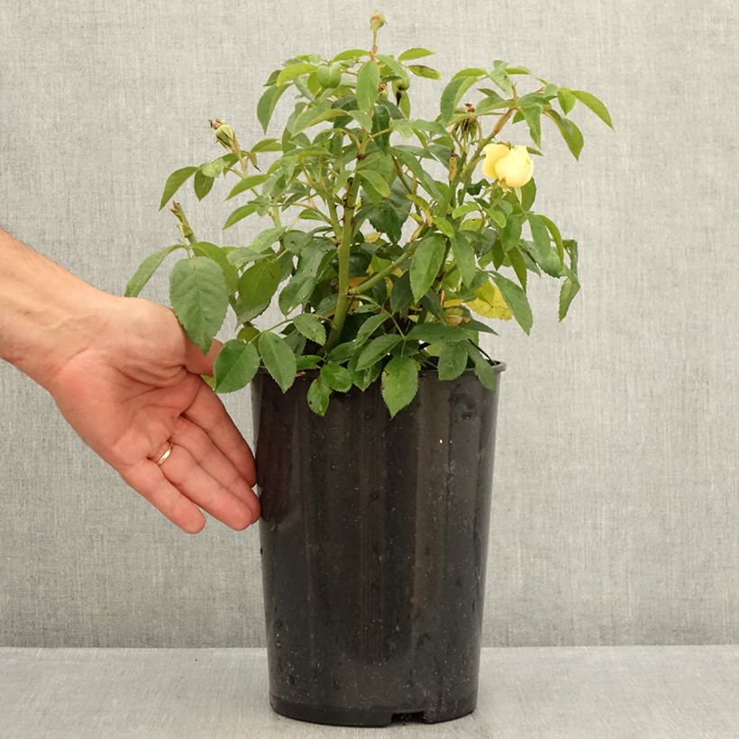 Ejemplar de Rosal Sally Holmes Maceta 3L/4L entregado en verano