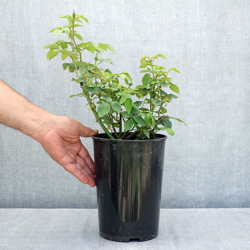 Ejemplar de Rosal Souvenir de la Malmaison Maceta 4L/5L entregado en verano