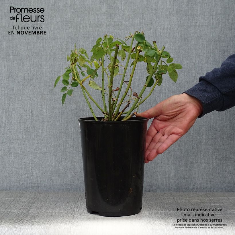 Ejemplar de Rosal Souvenir du Dr Jamain Maceta 4L/5L entregado en otoño
