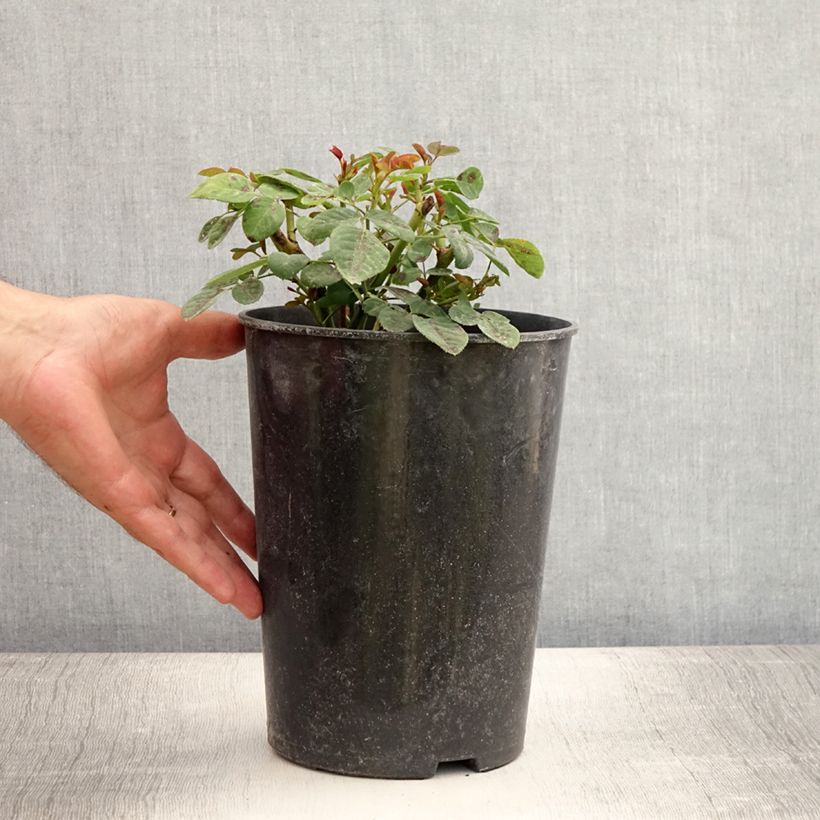 Ejemplar de Rosal Souvenir du Dr Jamain Maceta 4L/5L entregado en verano