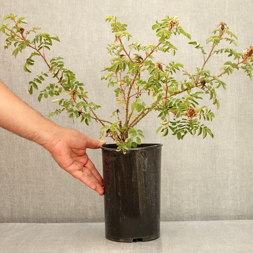 Ejemplar de Rosal pimpinellifolia Stanwell Perpetual Maceta 4L/5L entregado en verano