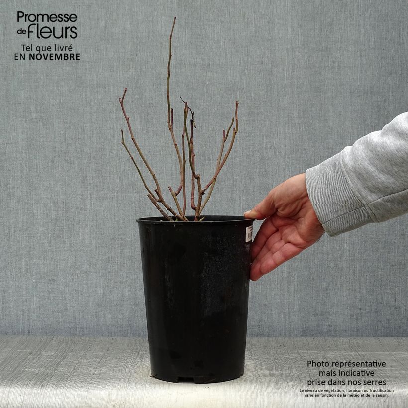 Ejemplar de Rosal gallica Tuscany Superb Maceta 4L/5L entregado en otoño