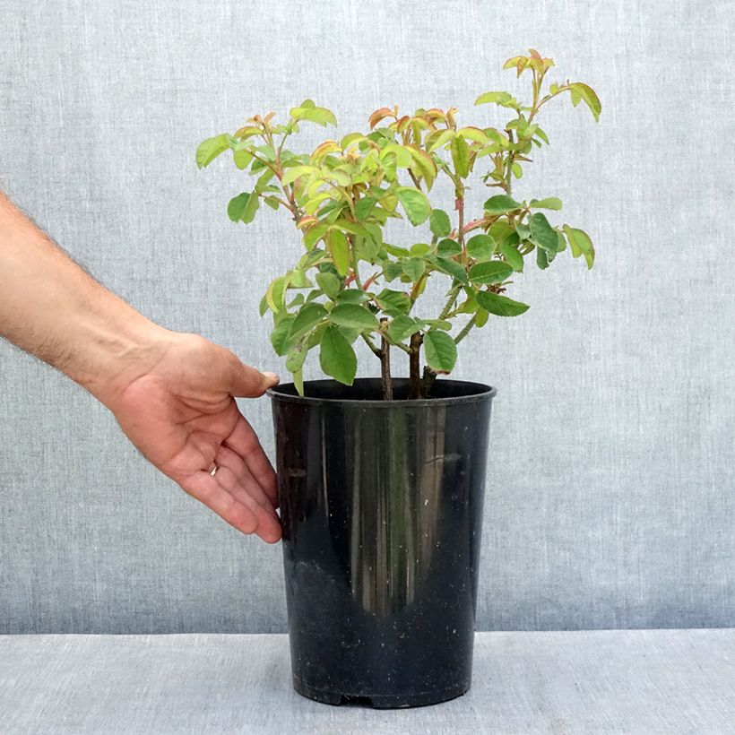 Ejemplar de Rosal gallica Tuscany Superb Maceta 4L/5L entregado en verano