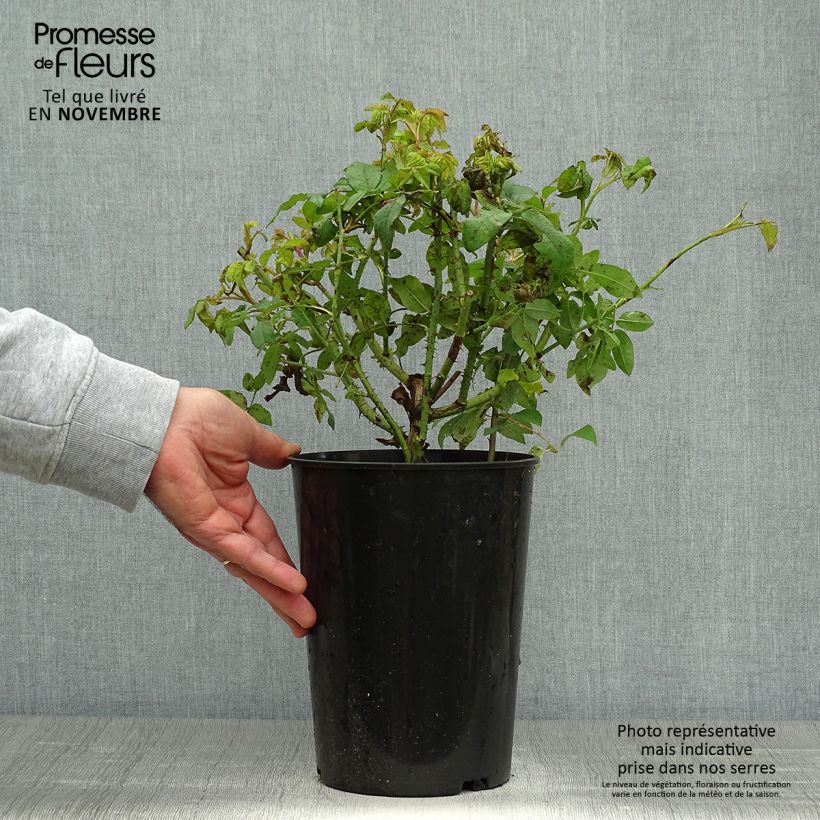 Ejemplar de Rosal Variegata di Bologna Maceta 4L/5L entregado en otoño
