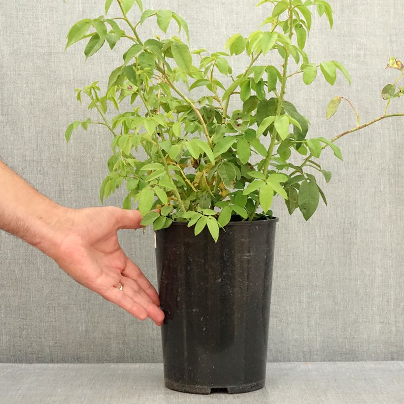 Ejemplar de Rosal Variegata di Bologna Maceta 4L/5L entregado en verano