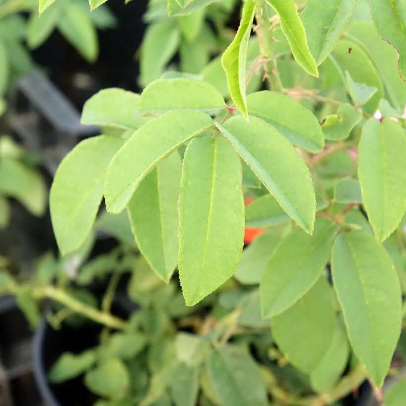 Rosal Variegata di Bologna (Follaje)