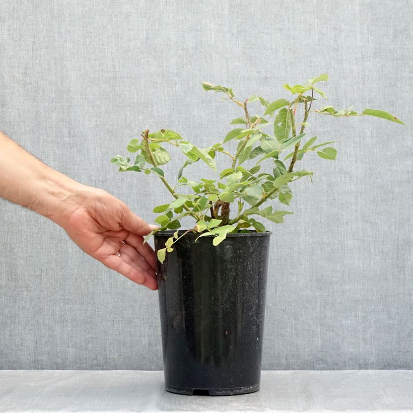 Ejemplar de Rosal Centifolia Muscosa William Lobb Maceta 4L/5L entregado en verano