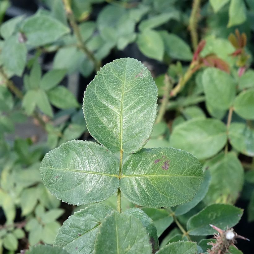 Rosal Centifolia Muscosa William Lobb (Follaje)