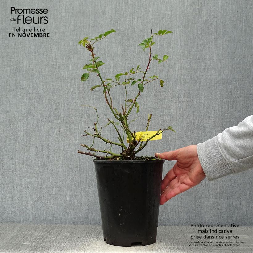 Ejemplar de Rosal Covent Garden Harflax Maceta 4L/5L entregado en otoño