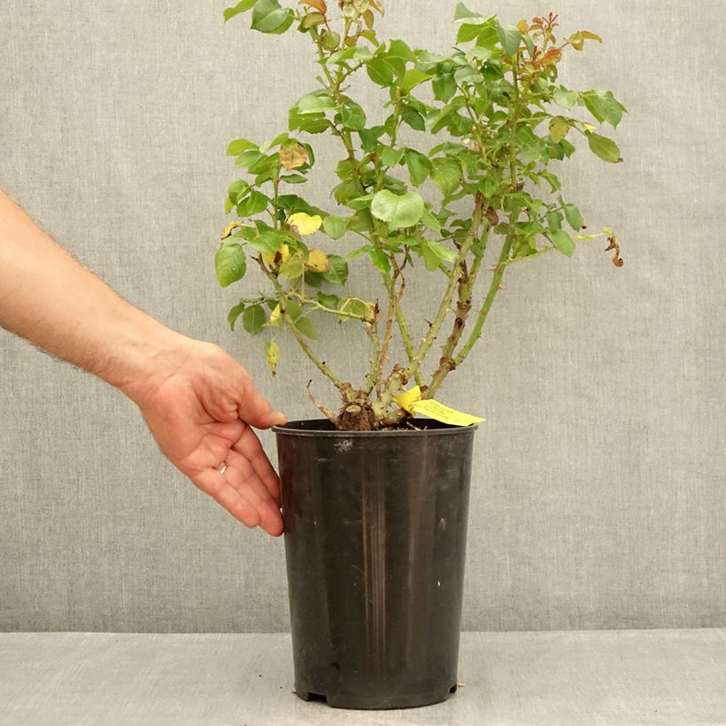 Ejemplar de Rosal English Legend Hyde Park Maceta 4L/5L entregado en verano