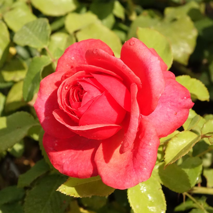 Rosal English Legend Sir Lancelot (Floración)