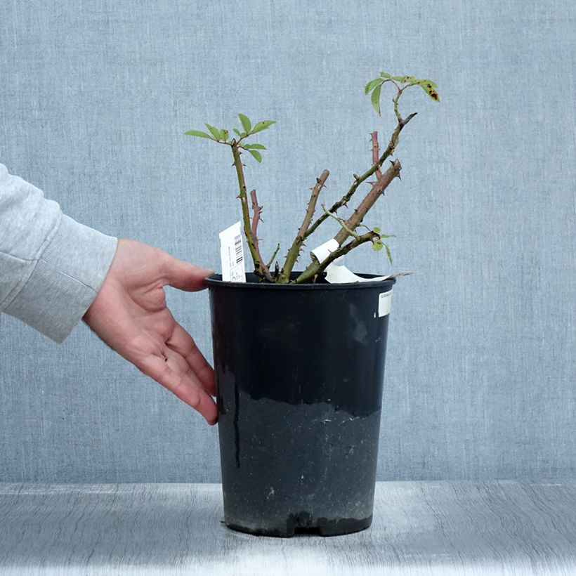 Ejemplar de Rosal Alden Biesen Maceta 4L/5L entregado en otoño