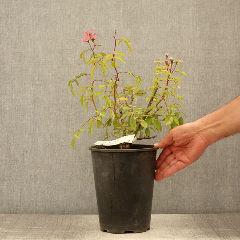 Ejemplar de Rosal Alden Biesen Maceta 4L/5L entregado en verano