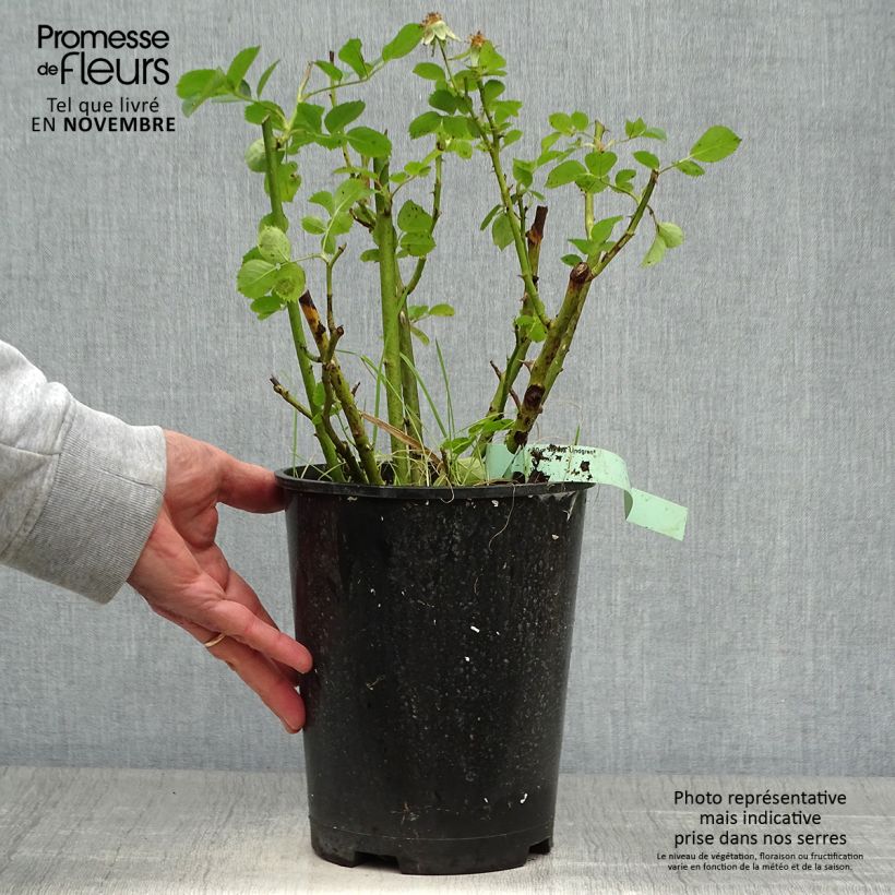 Ejemplar de Rosal Astrid Lindgren Rosal Arbustivo Maceta 4L/5L entregado en otoño