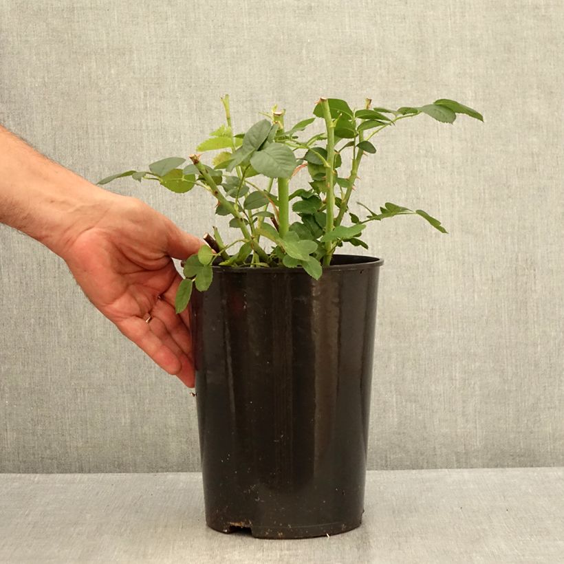 Ejemplar de Rosal Astrid Lindgren Rosal Arbustivo Maceta 4L/5L entregado en verano