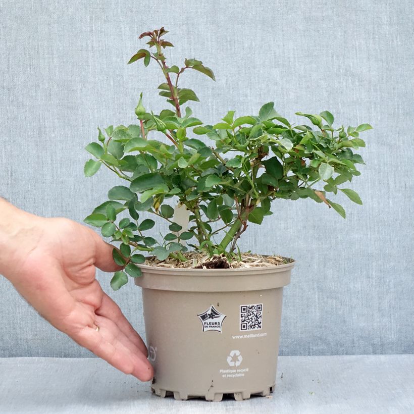 Ejemplar de Rosal Blanc Meillandecor - Rosal tapizante Maceta 2L/3L entregado en verano