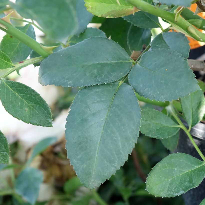 Rosal Blanc Meillandecor - Rosal tapizante (Follaje)