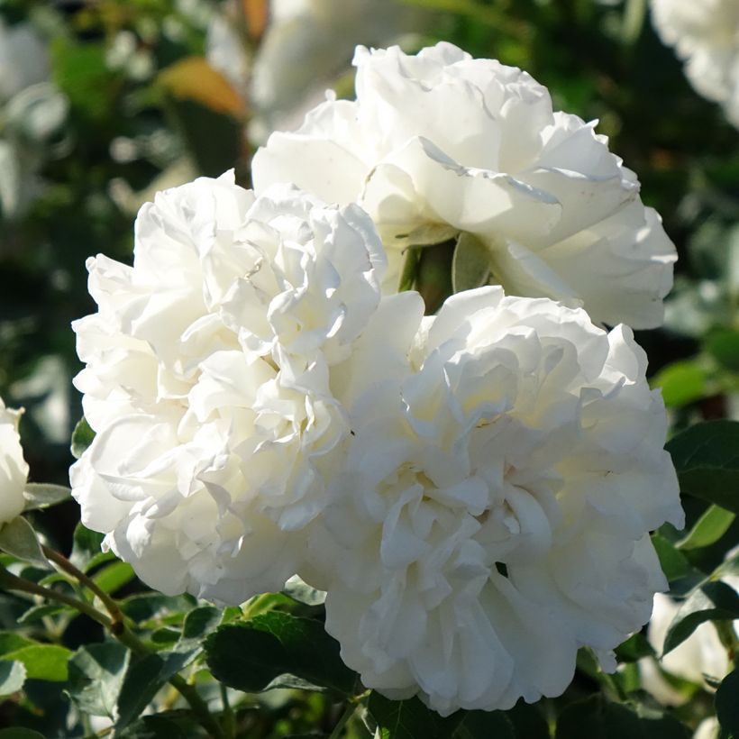 Rosal Blanc Meillandecor - Rosal tapizante (Floración)