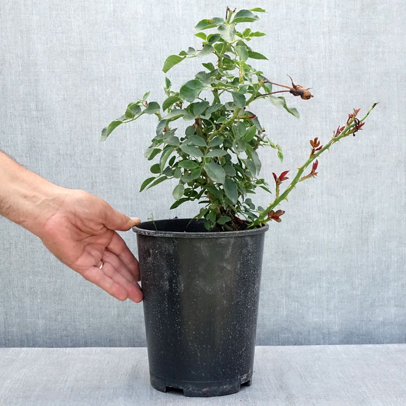 Ejemplar de Rosal Blanc Meillandecor - Rosal tapizante Maceta 4L/5L entregado en verano