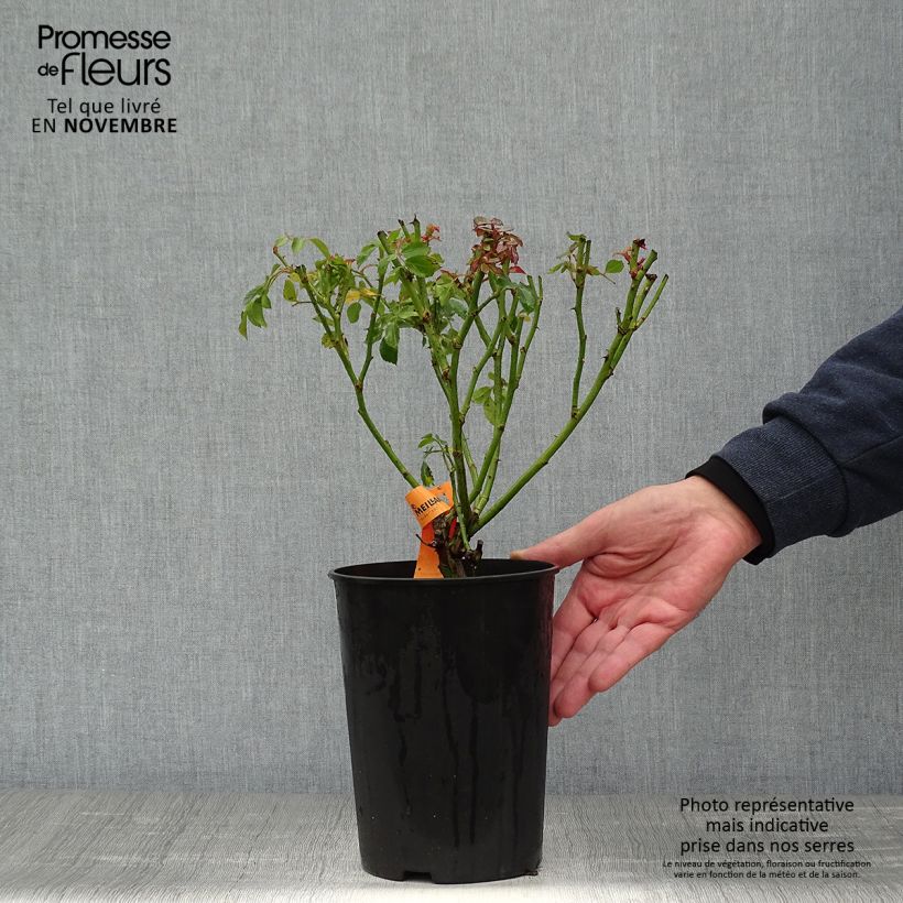 Ejemplar de Rosal Bonica Maceta 3L/4L entregado en otoño