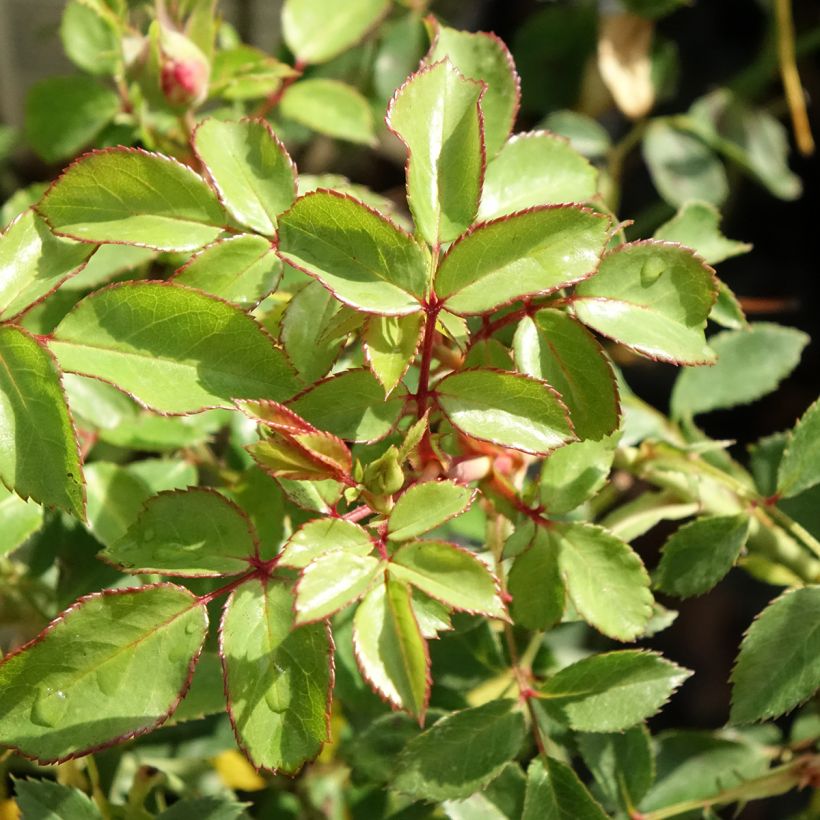 Rosal Bonica (Follaje)