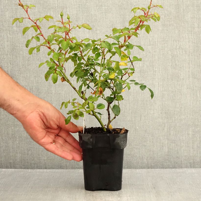 Ejemplar de Rosal Bonica Maceta de 10 cm/11 cm entregado en verano