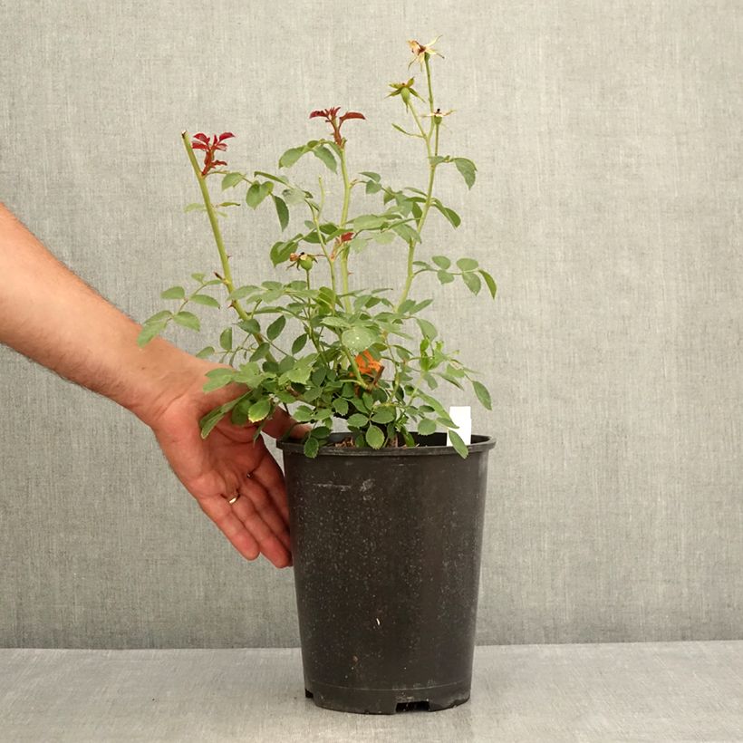 Ejemplar de Rosal Bonica Maceta 3L/4L entregado en verano