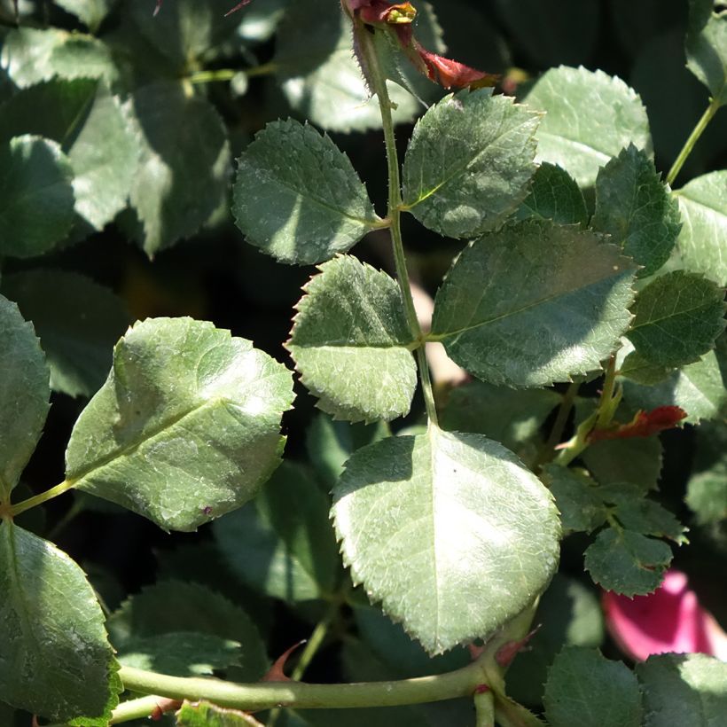 Rosal Candia Meillandecor - Rosal tapizante (Follaje)