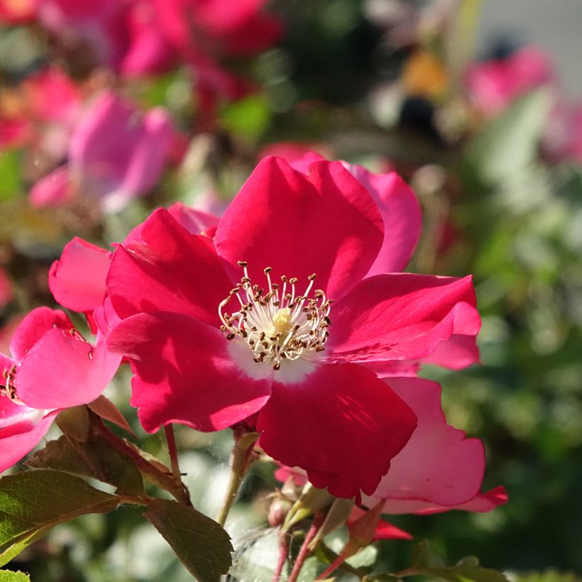 Rosal Candia Meillandecor - Rosal tapizante (Floración)