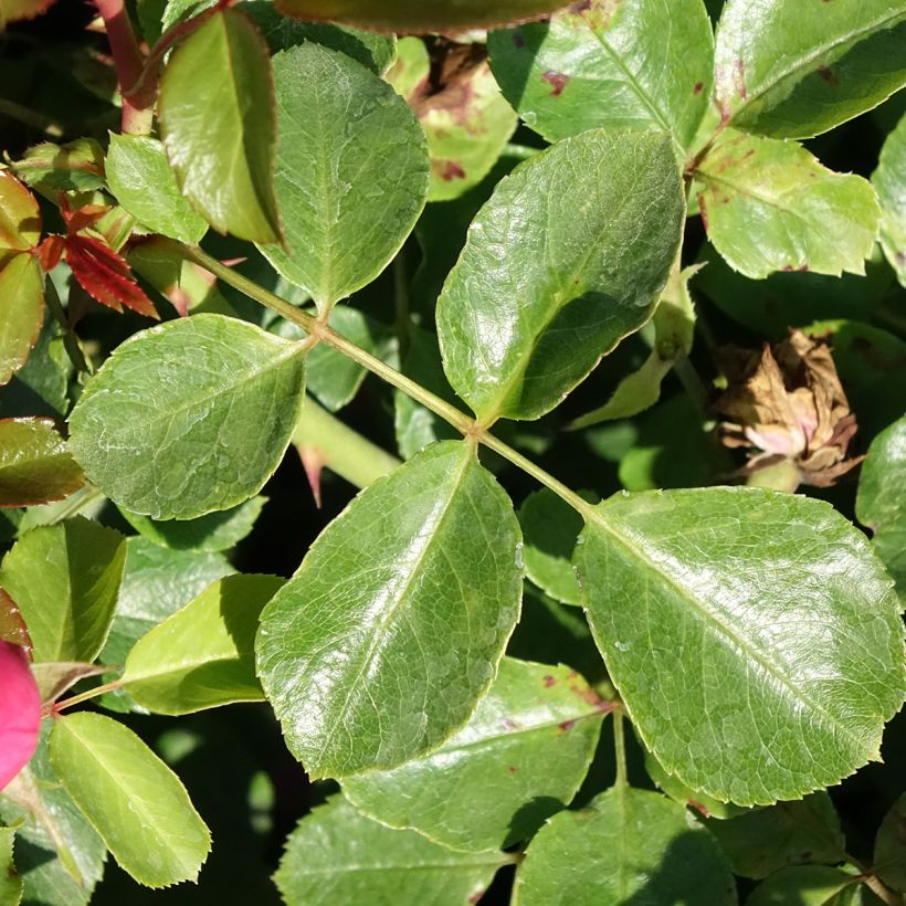 Rosal Deborah Meillandecor - Rosal tapizante (Follaje)
