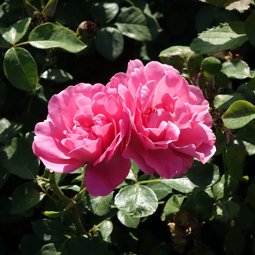 Rosal Deborah Meillandecor - Rosal tapizante (Floración)